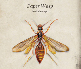 main_main_paper-wasp-bug-book